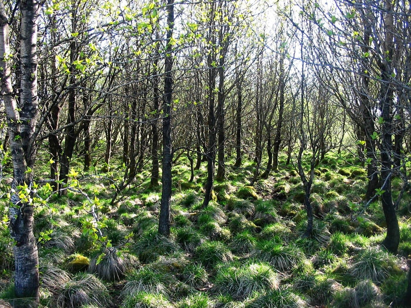 Heiðmörk Nature Reserve